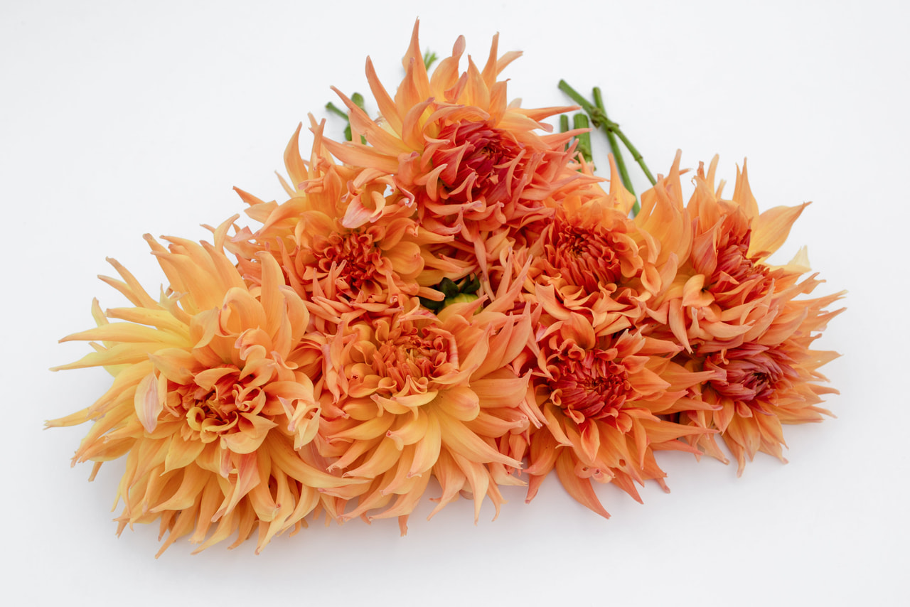 Daalia Penhill Autumn shade, Loukykvět