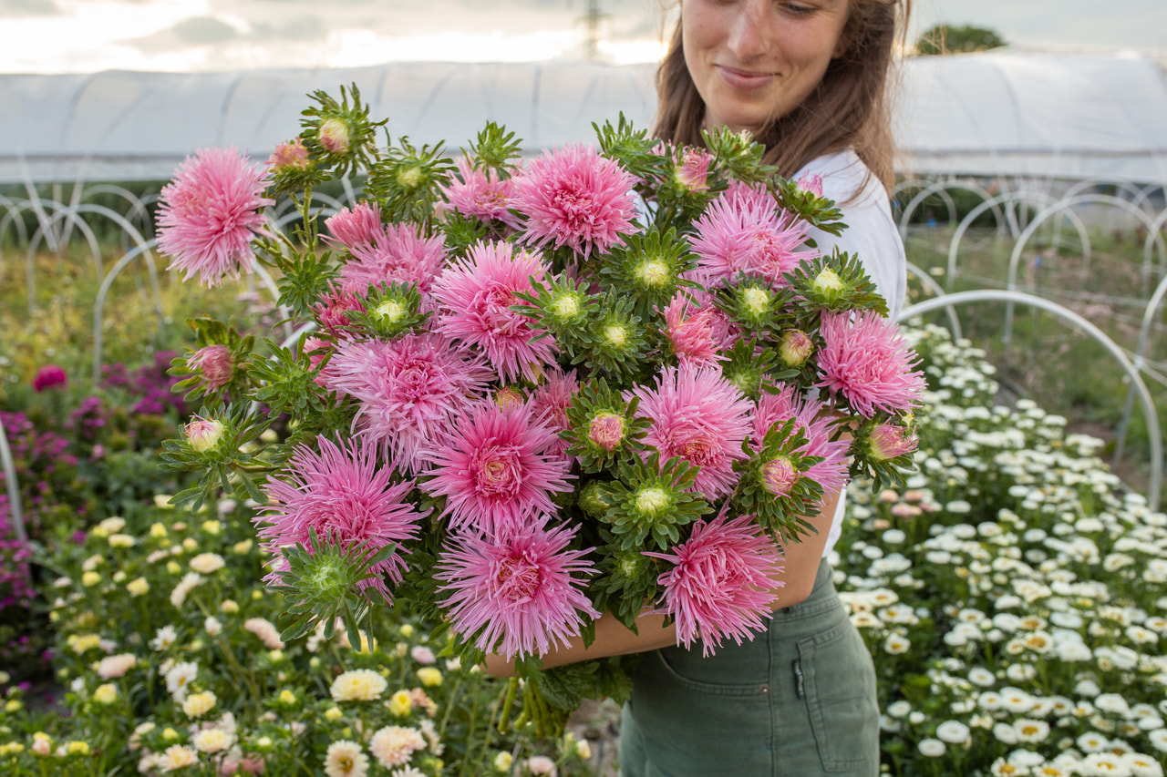 Kiinanasteri Valkyrie Elsa Rose, Loukykvět