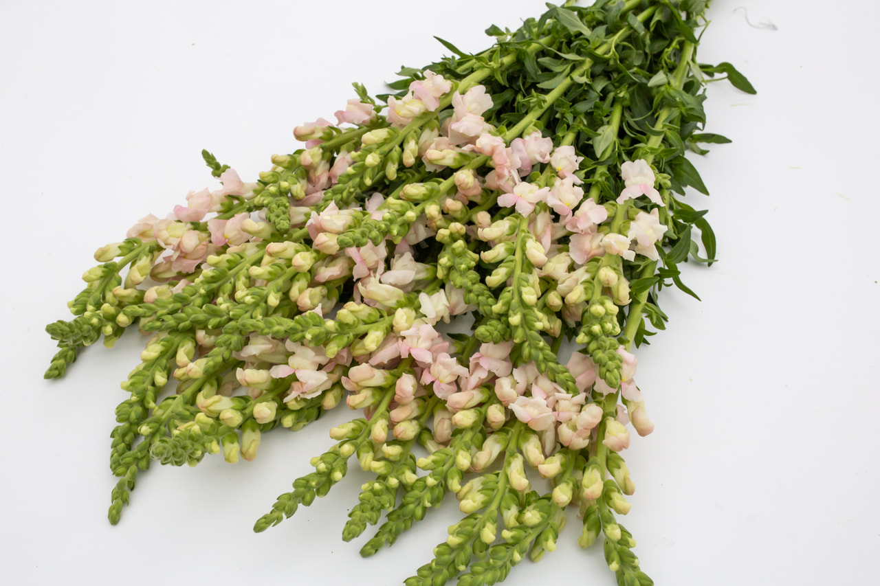 Leijonankita Costa Silver, Loukykvět