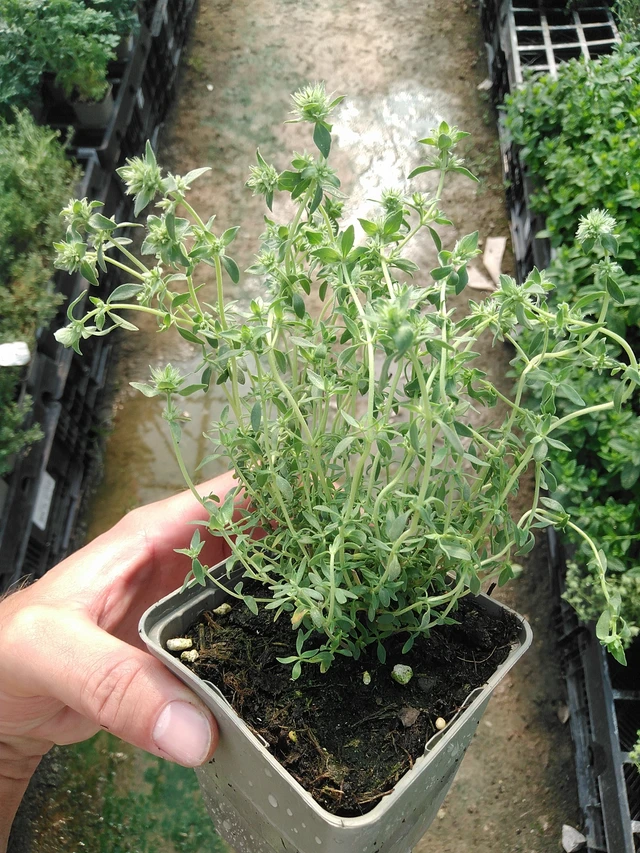 Tomillo Pompom - 1. 7. 2025