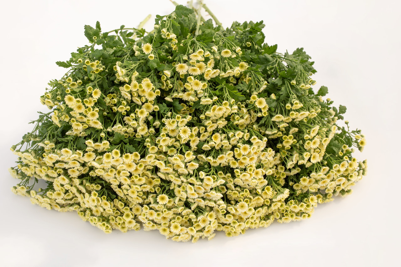 Reunuspietaryrtti Orinoco, Loukykvět