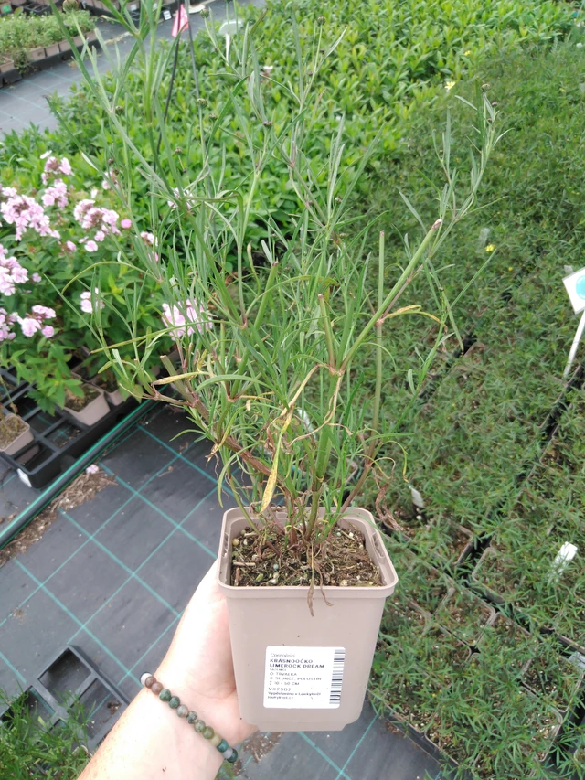 Coreopsis Limerock Dream - 2024