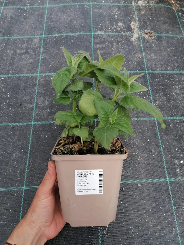 Väriminttu Pink Suprême - 2024