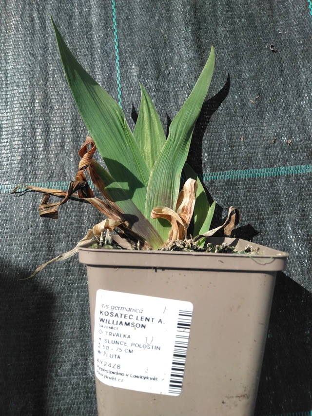 Kurjenmiekka Lent A. Williamson - 3. 4. 2025