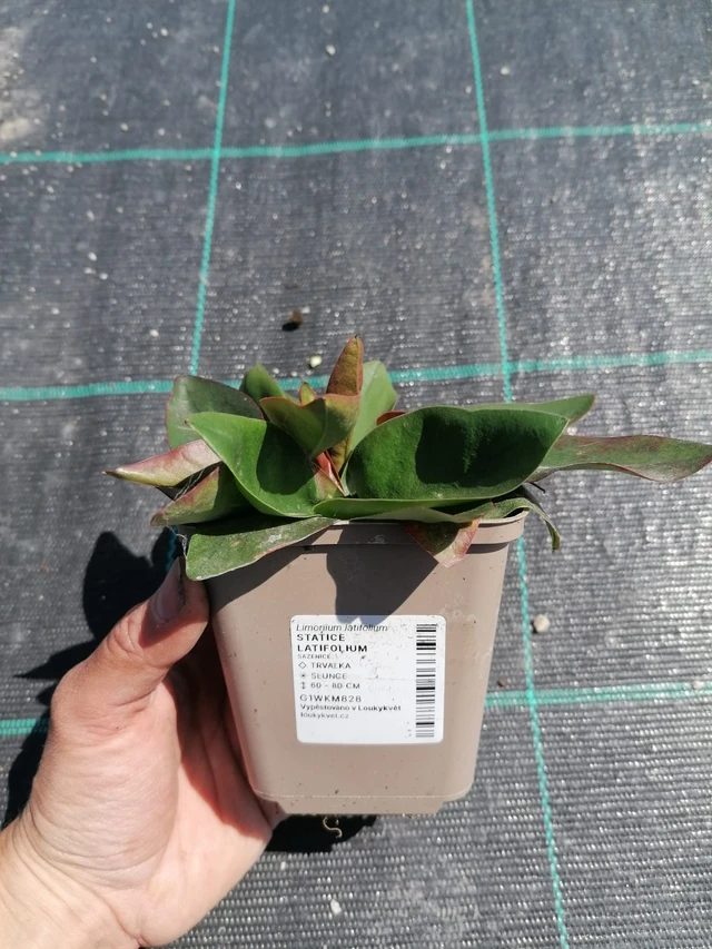 Hopeaikiviuhko - 2024