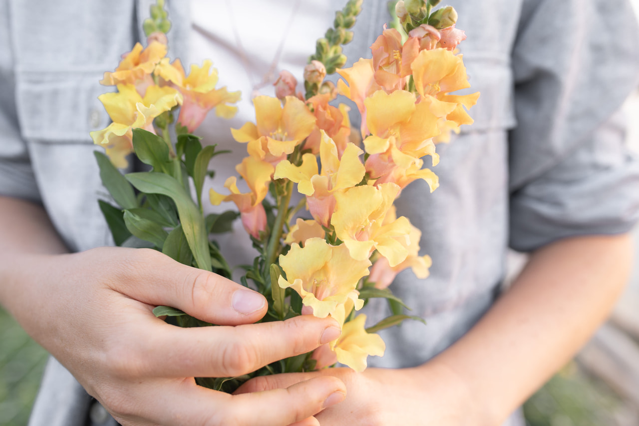Leijonankita Frappe Apricot, Loukykvět