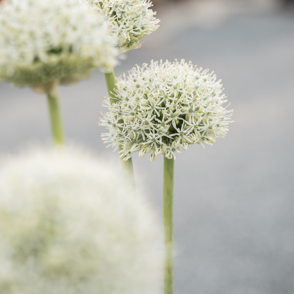 Allium stipitatum White Giant, Loukykvět