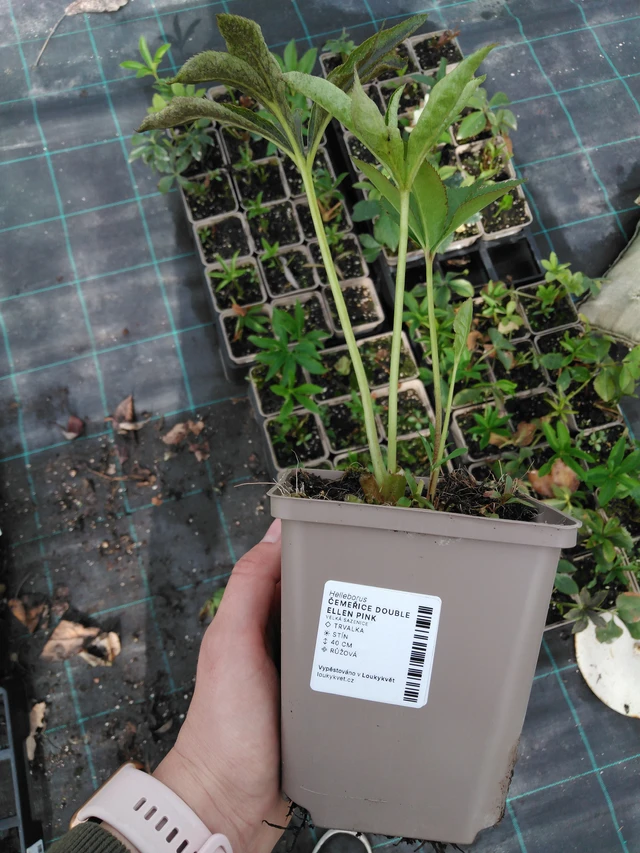 Jouluruusu Double Ellen Pink - 2024