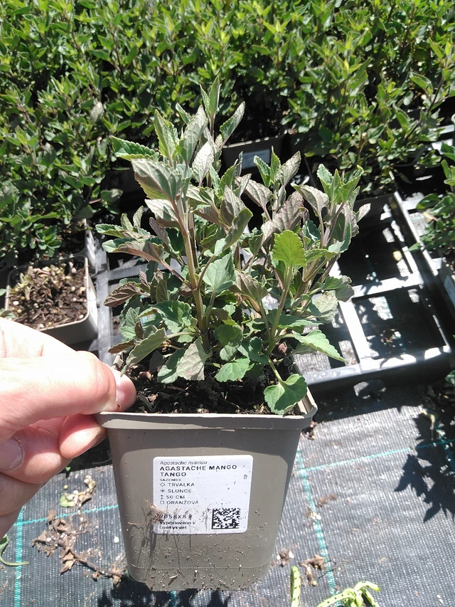 Iiso Mango Tango - 24. 6. 2025