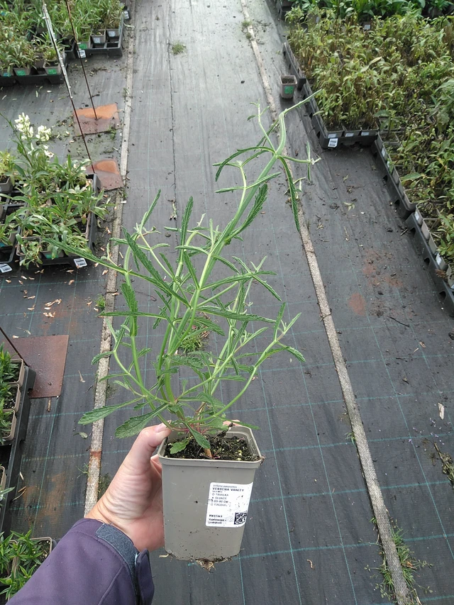 Verbena Vanity - 11. 7. 2025