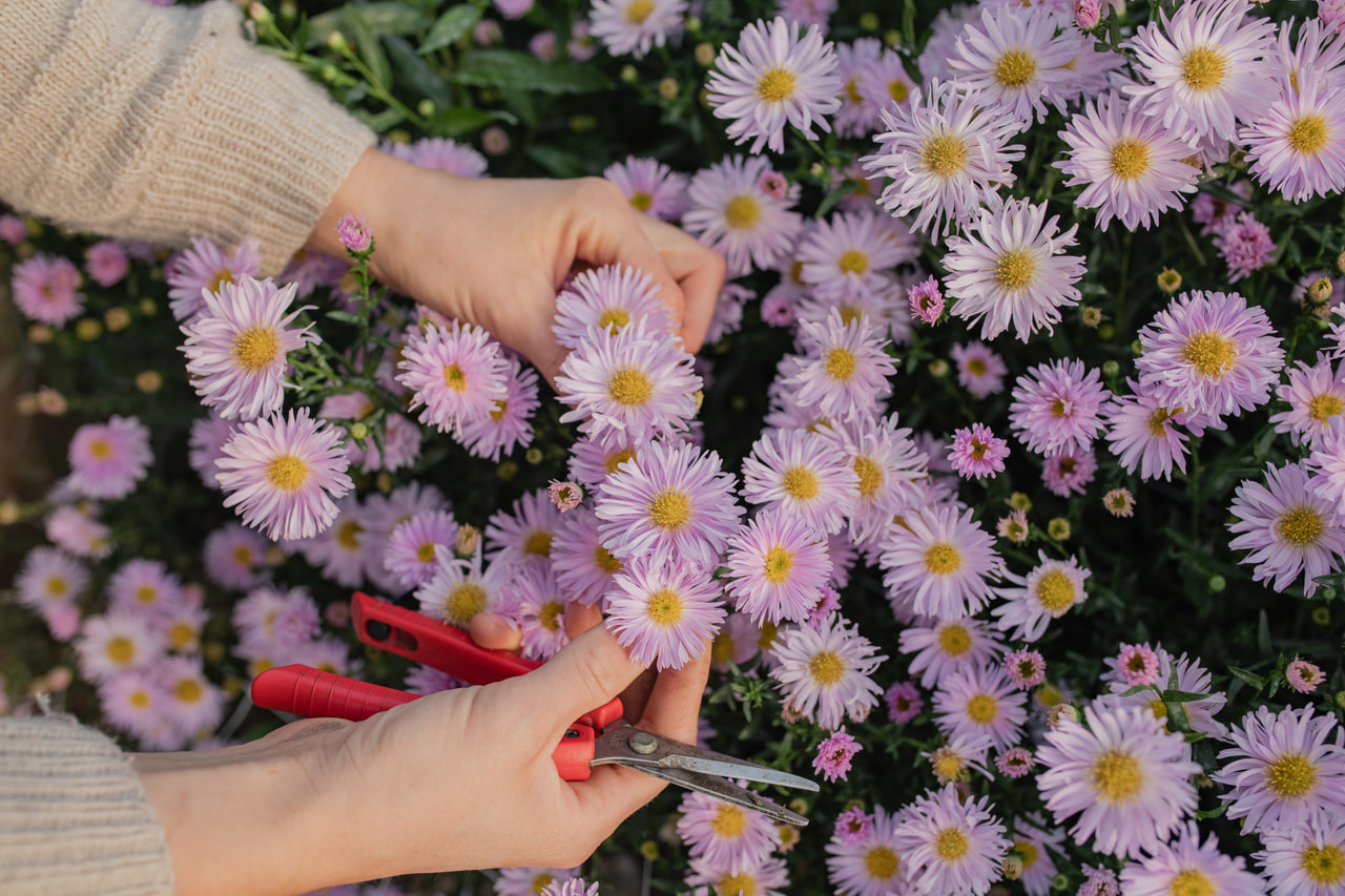 Syysasteri Fellowship, Loukykvět
