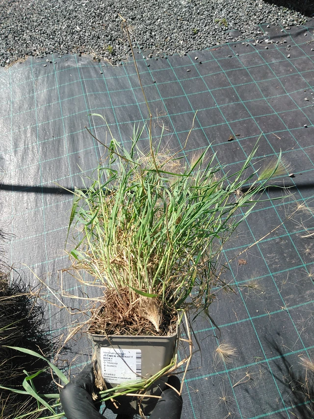 Partaohra Ricky - 19. 8. 2025