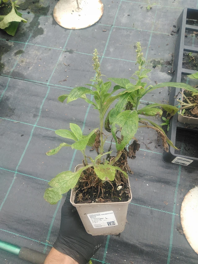 Sormustinkukka Dalmatian White - 10. 9. 2025