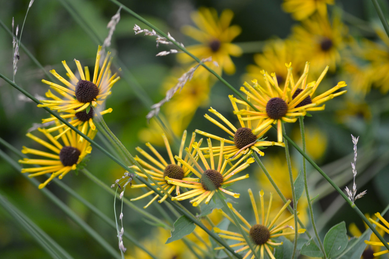 Päivänhattu Henry Eilers, Loukykvět
