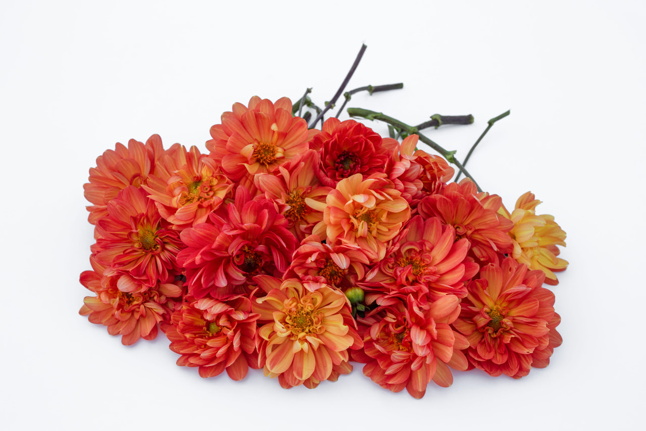 Daalia Graceland, Loukykvět