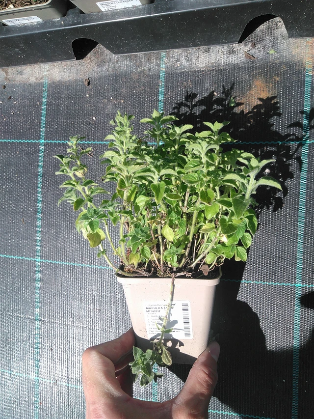 Metsäkalaminttu Menthe - 24. 6. 2025