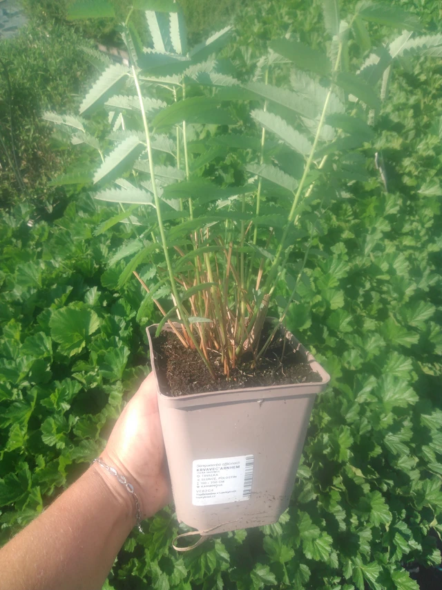 Luppio Arnhem - 2024