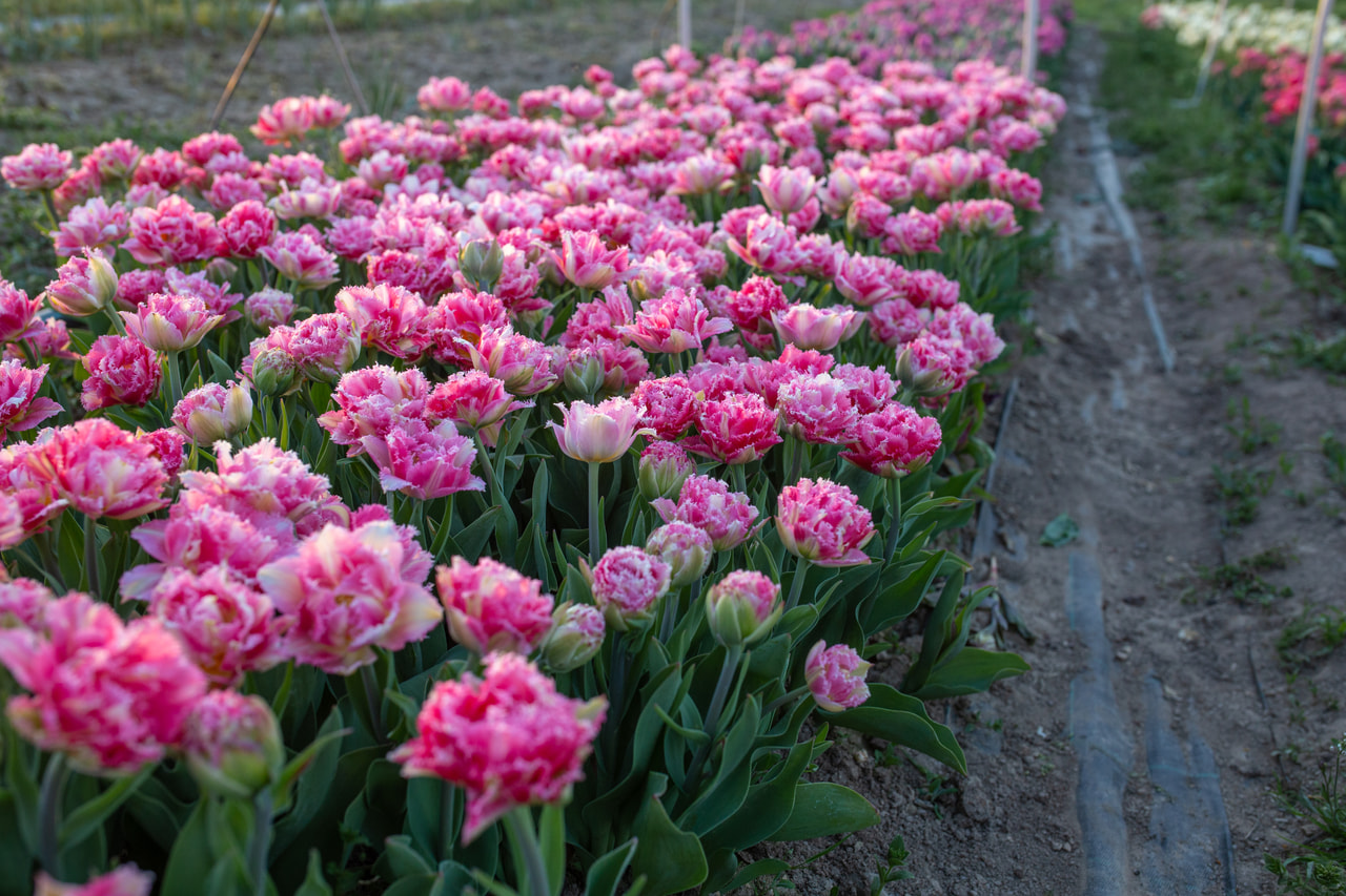 Tulppaani Crispion Sweet, Loukykvět