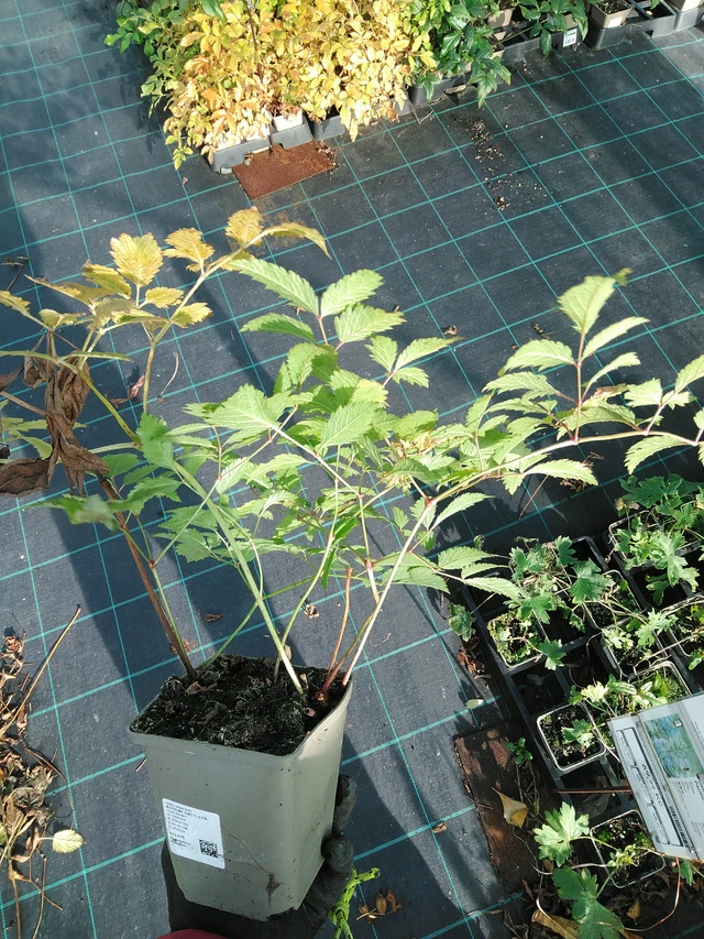 Jaloangervo Cattleya - 31. 10. 2025