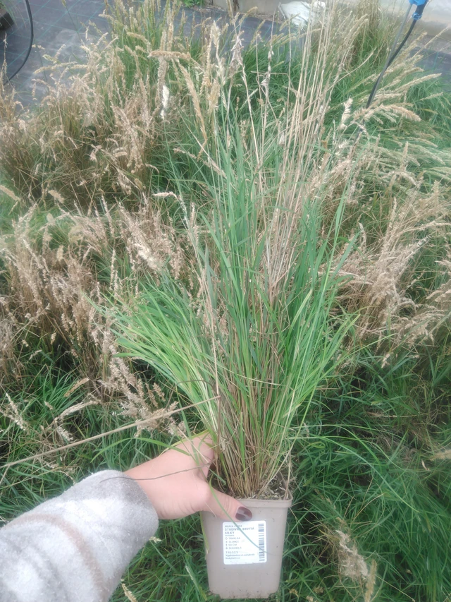 Tähkähelmikkä Silky - 2024