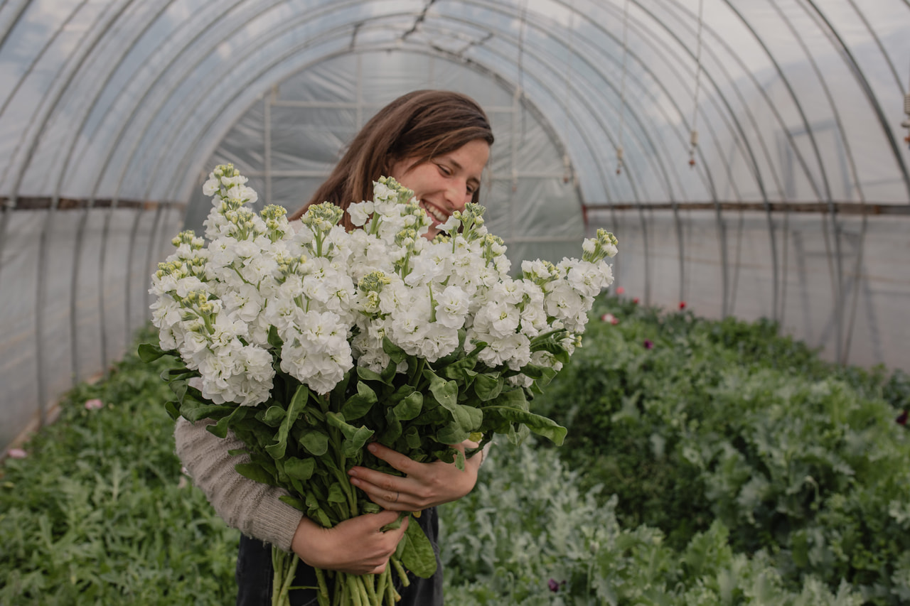 Stock StoX White, Loukykvět