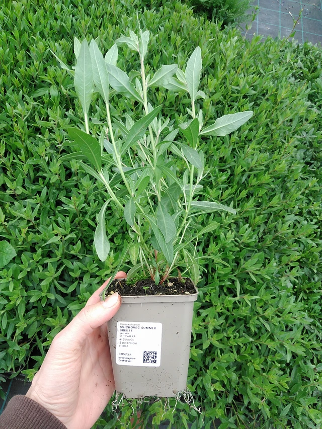 Kesäkynttilä Summer Breeze - 9. 6. 2025