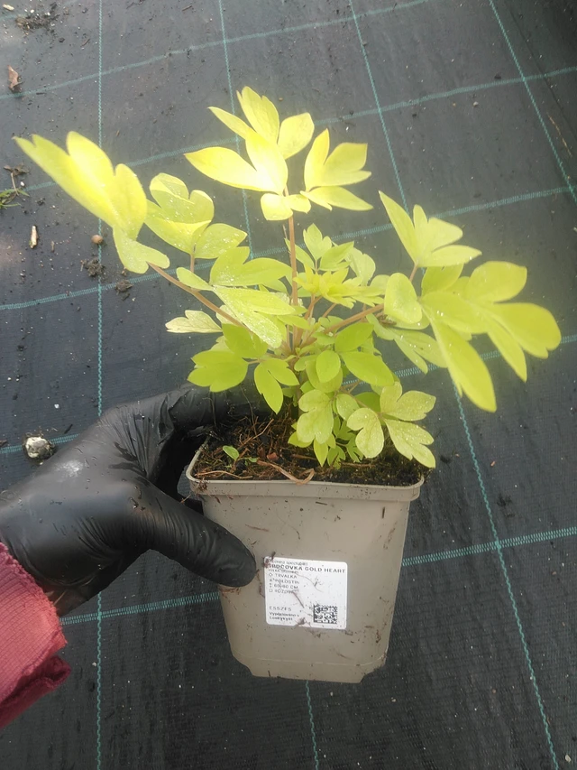 Särkynytsydän Gold Heart - 1. 9. 2025