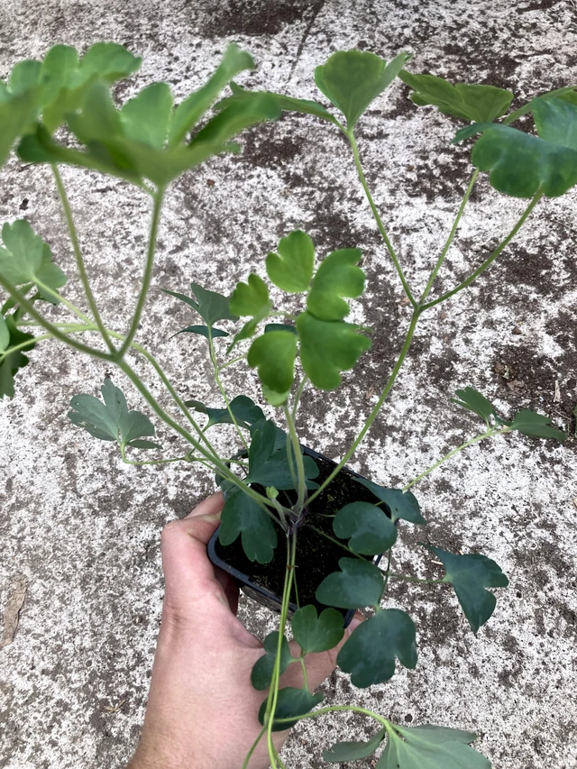 Aguileña Christa Barlow - 2024