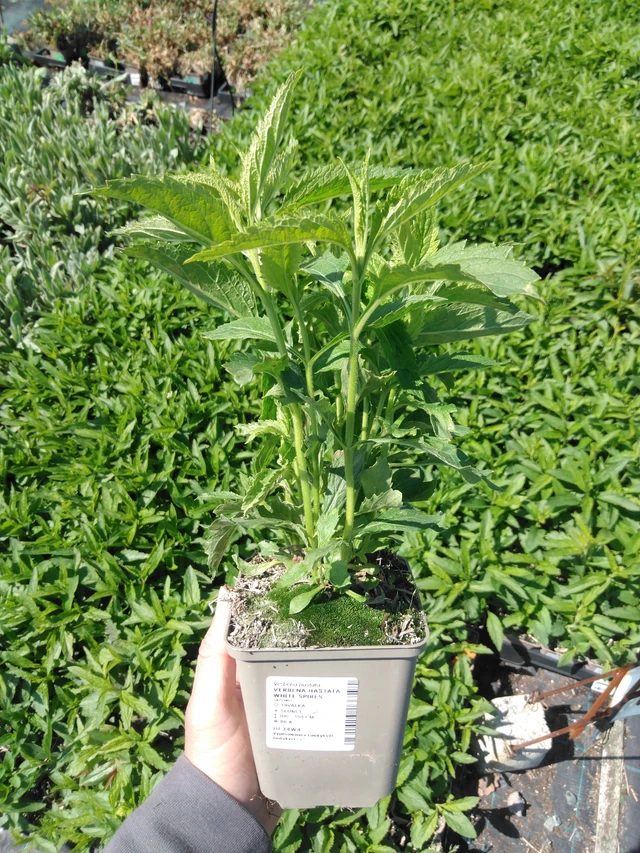 Verbena hastata White Spires - 13. 5. 2025