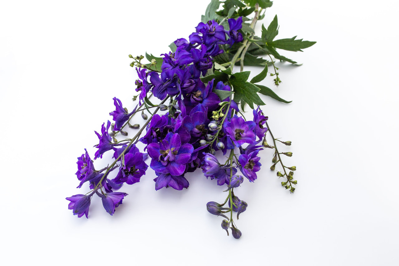 Delphinium Magic Fountains Mix, Loukykvět