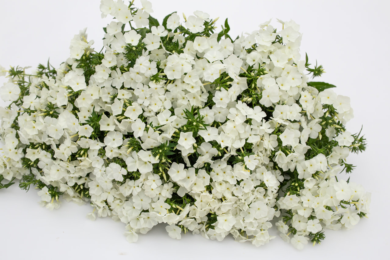 Floks Alba, Loukykvět