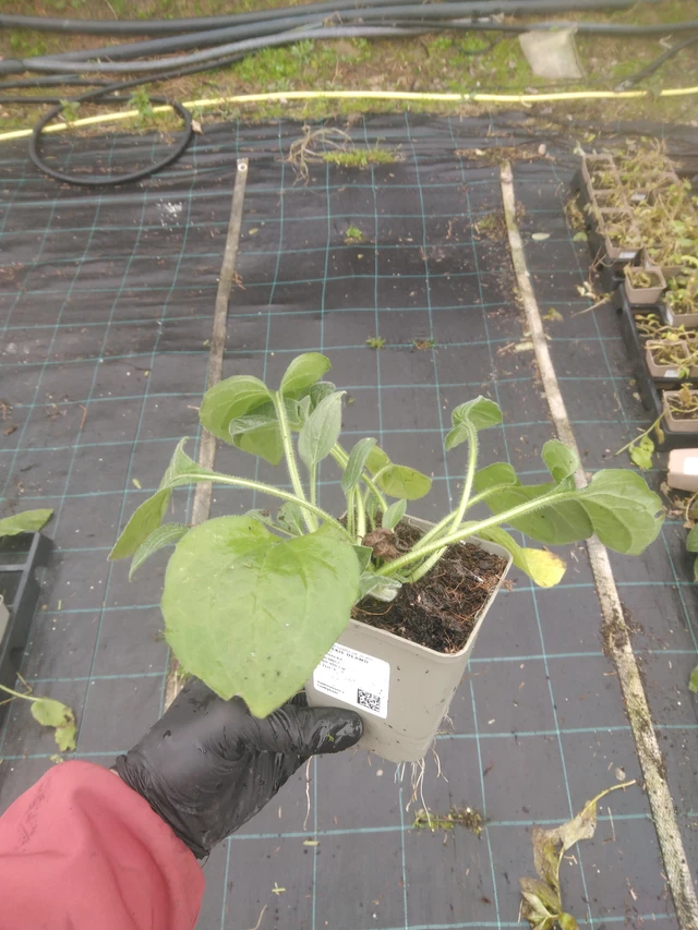 Päivänhattu Deamii - 23. 10. 2025