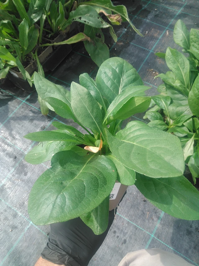 Purtojuuri - 10. 9. 2025