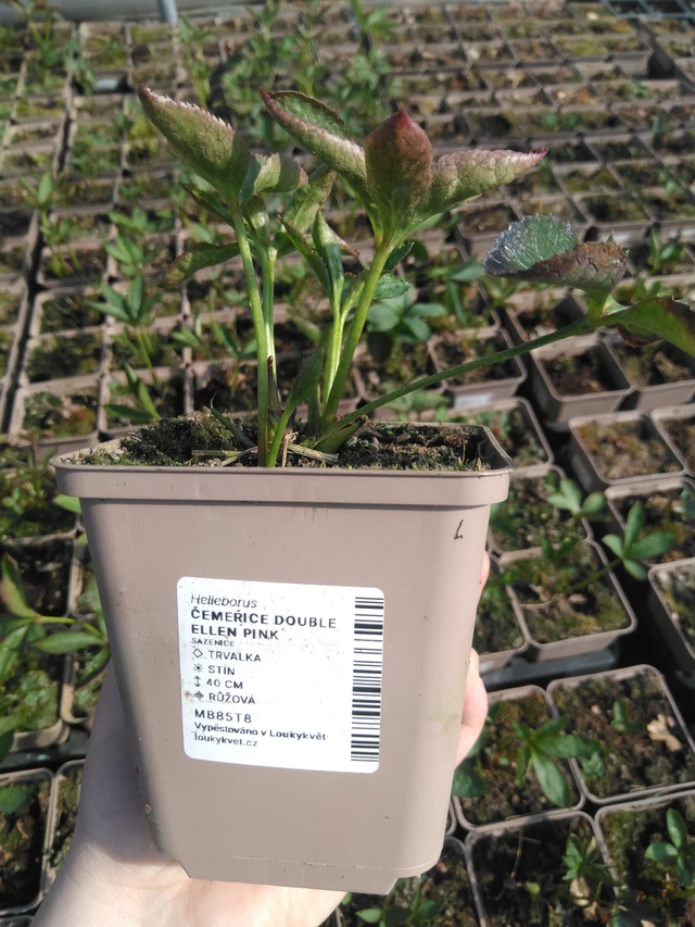 Jouluruusu Double Ellen Pink - 3. 4. 2025