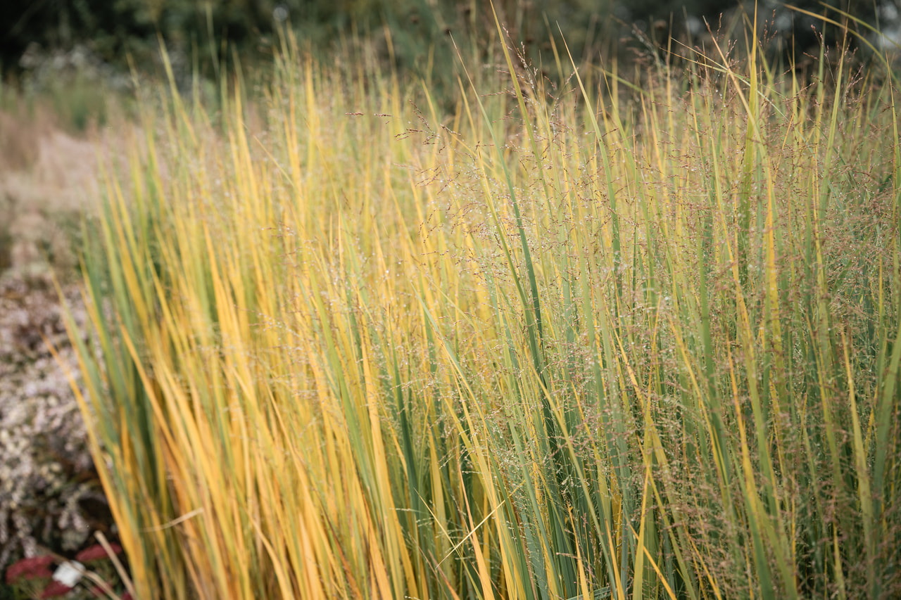 Lännenhirssi Northwind, Loukykvět