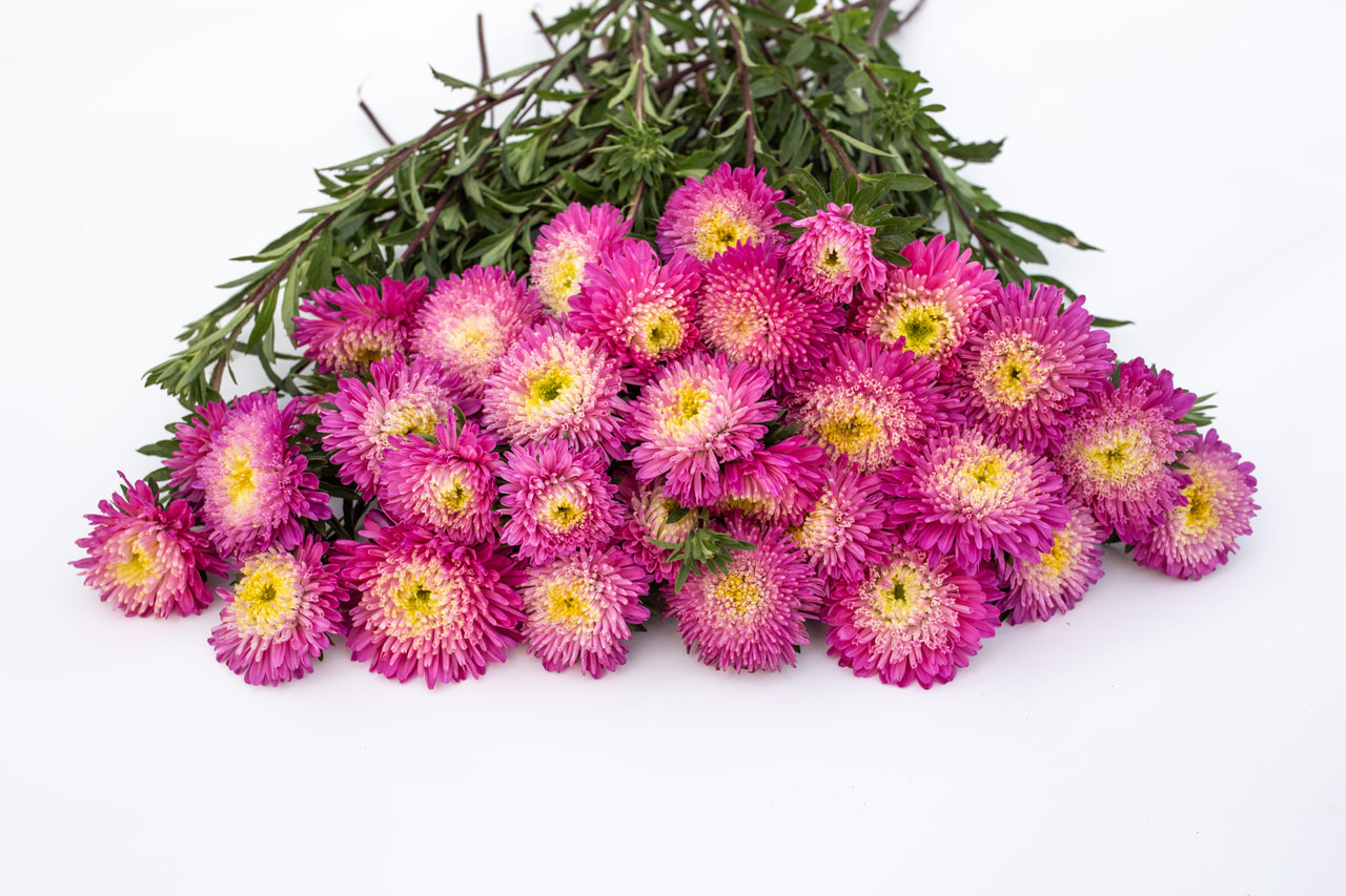 China aster Benary’s Princess Crimson, Loukykvět
