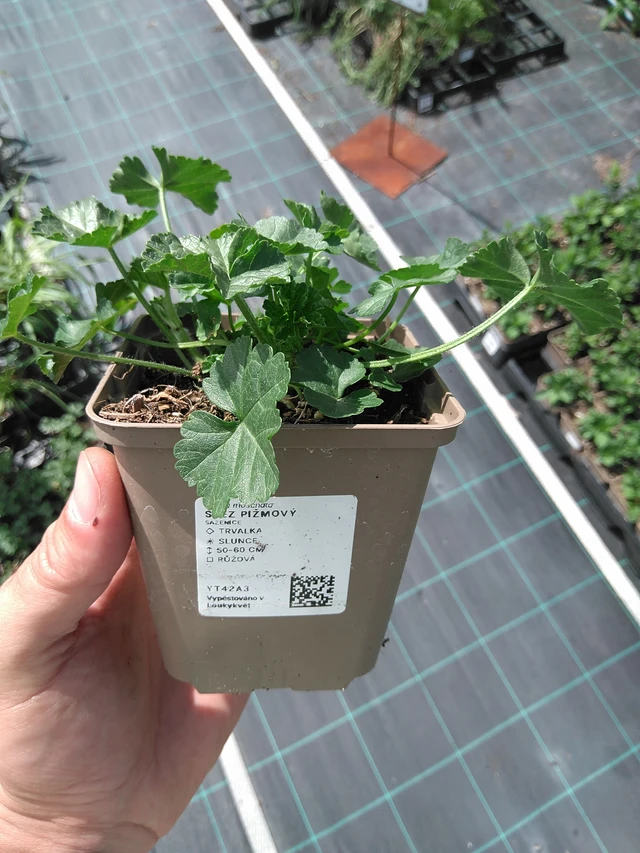 Malva moschata - 24. 6. 2025