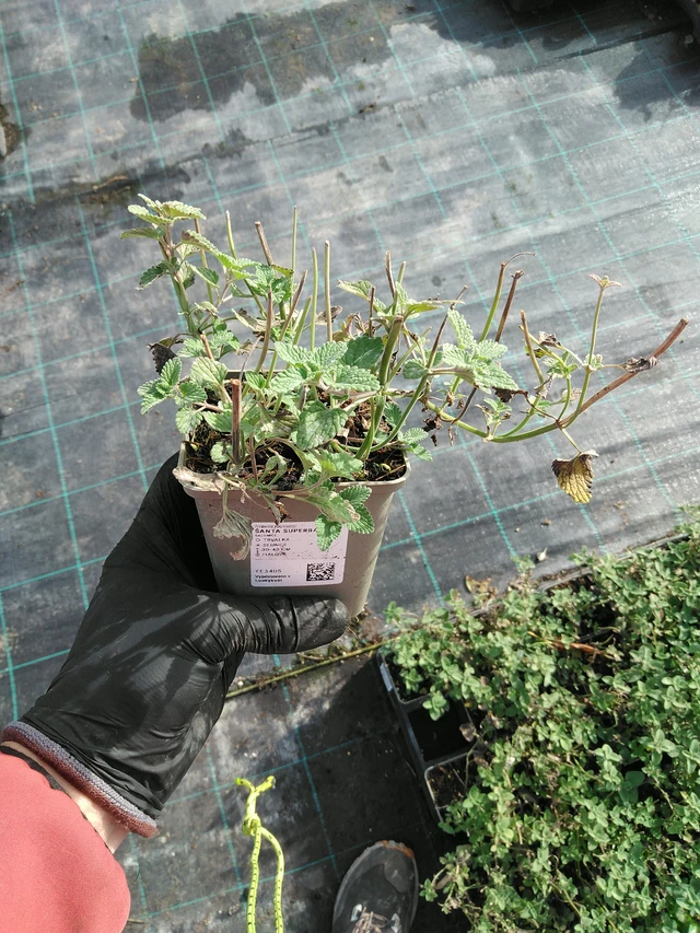 Kissanminttu Superba - 31. 10. 2025