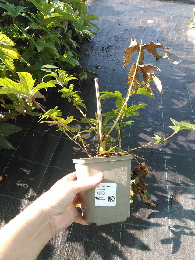 Preeria-angervo Venusta - 19. 8. 2025