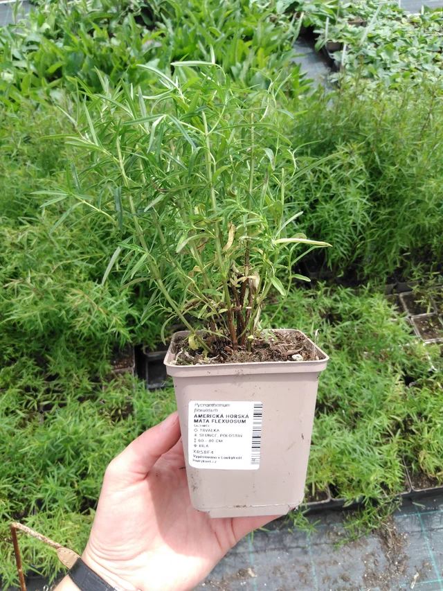 Vuoriminttu Flexuosum - 2024