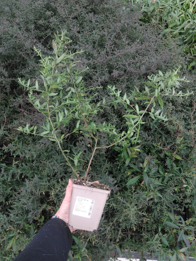 Asteri Lady in Black - 2024