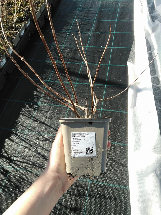 Syyshortensia Pink Diamond - 7. 4. 2026