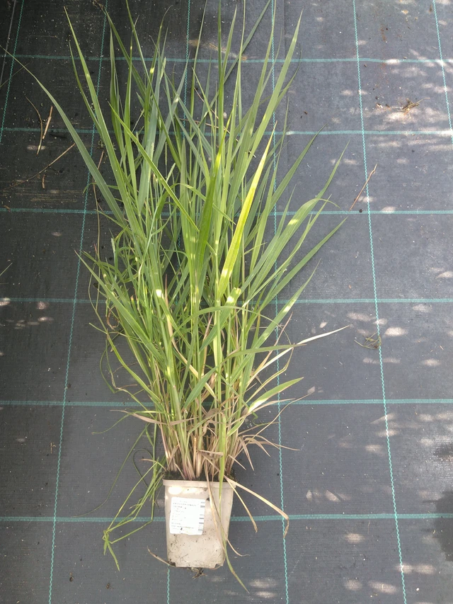 Panicum Squaw - 11. 7. 2025