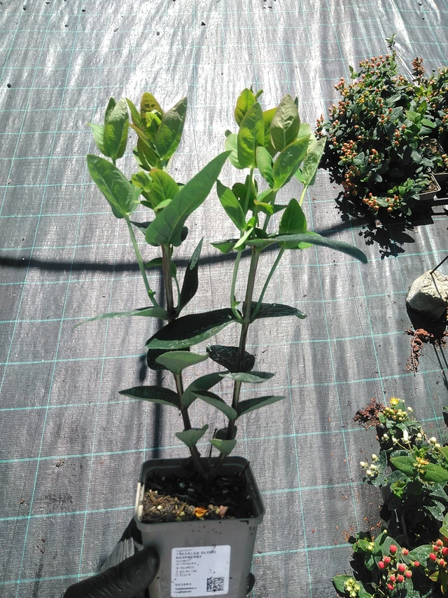 Kuisma Globo Raspberry - 19. 8. 2025