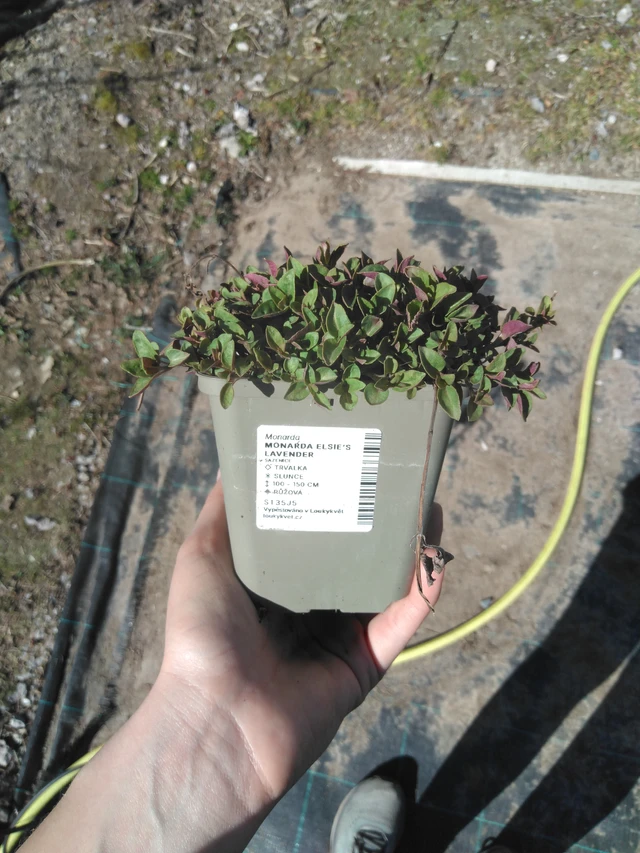 Väriminttu Elsie’s Lavender - 3. 4. 2025