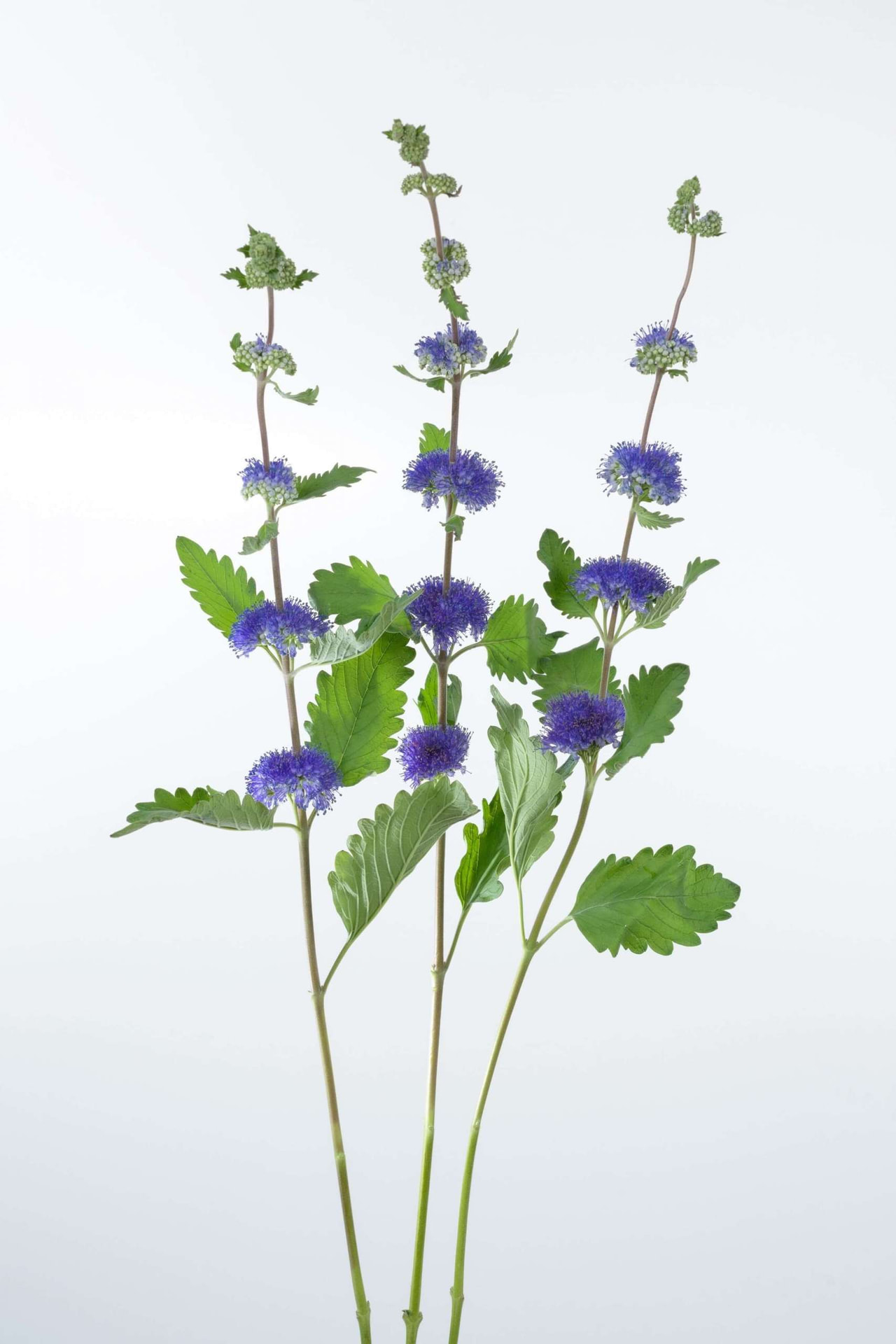 Cariópteris Pagoda Lagoon, Loukykvět