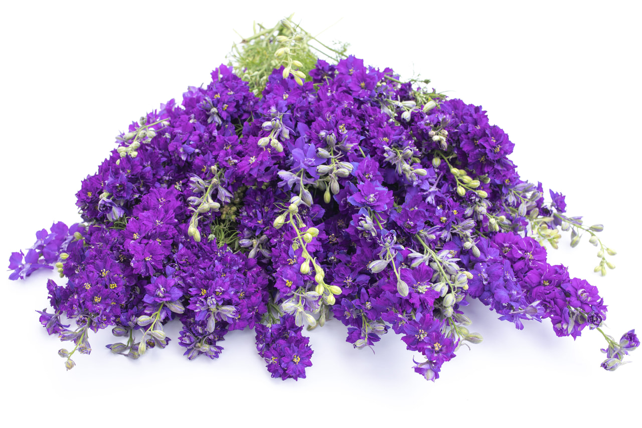 Larkspur QIS Dark Blue, Loukykvět