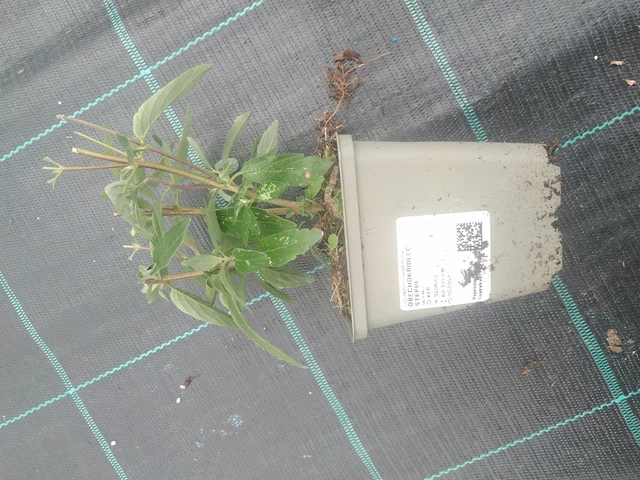 Siniparta Stephi - 10. 10. 2025