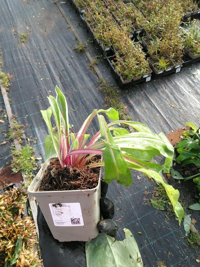 Vuorikaunokki - 31. 10. 2025