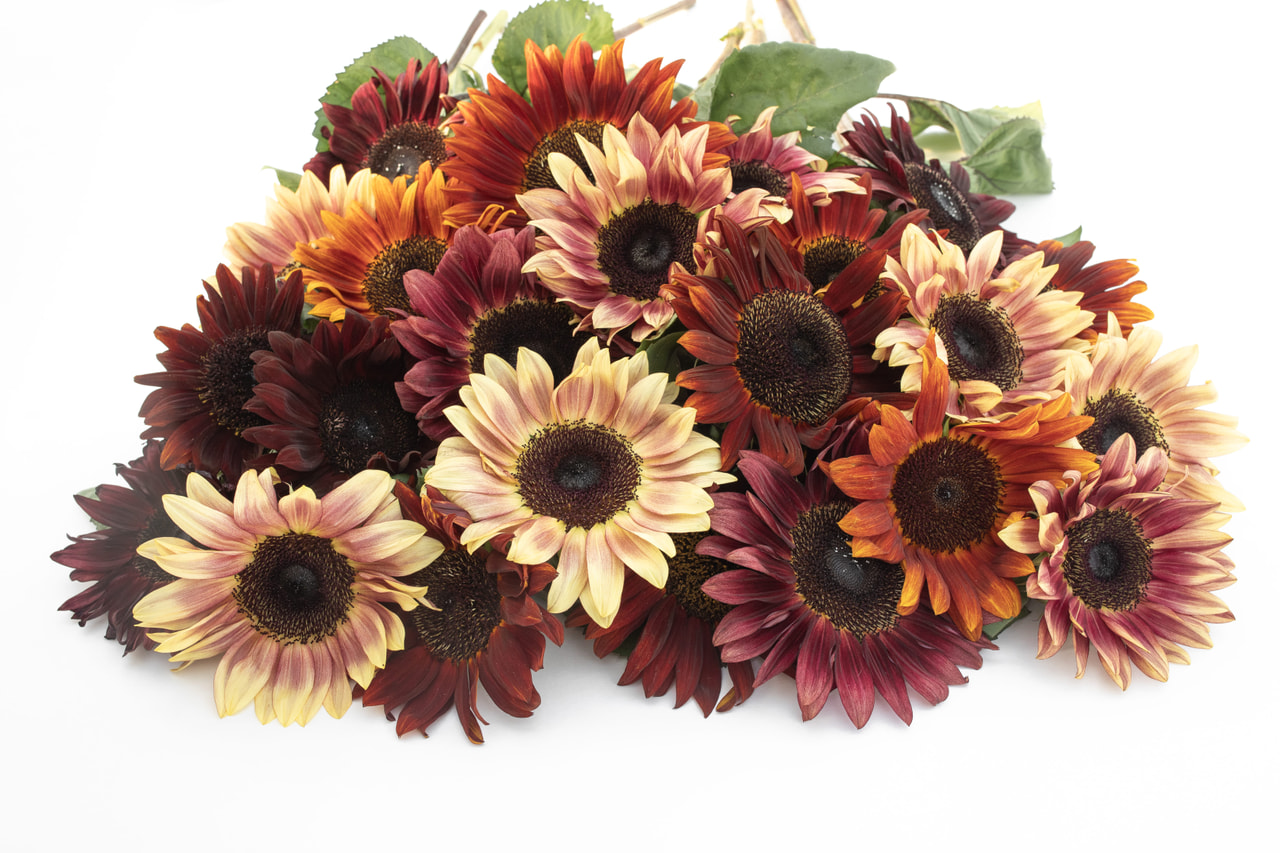 Sunflower ProCut Autumn Shades Mix, Loukykvět